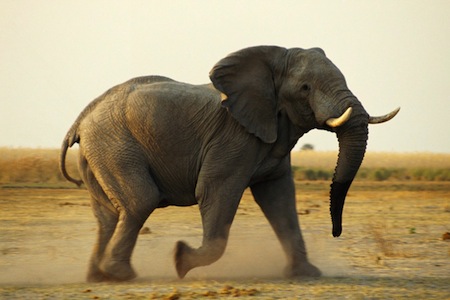 elephant beverly joubert