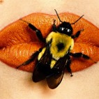 Kiss of the Bumblebee