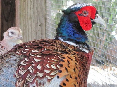 A Colorful Pheasant