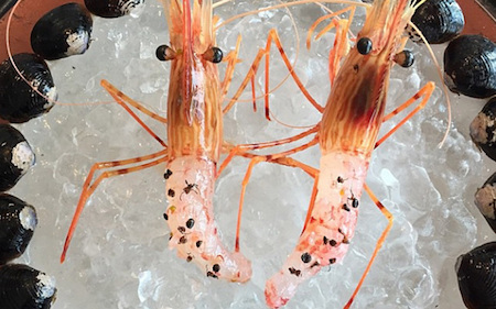 noma shrimp live ants