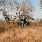 <B>On Safari:</B> Water for Elephants