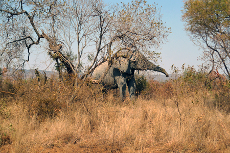 <B>On Safari:</B> Water for Elephants
